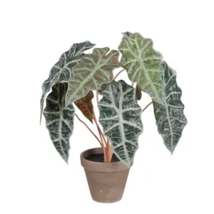 Alocasia - Mica
