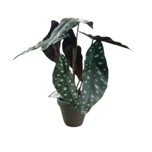 Begonia maculata - Mica