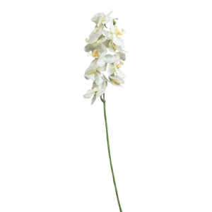 Orchidée - Mica