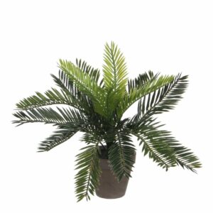 Pot Cycas palmier - Mica