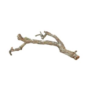 Branche de liège - Lucky reptile