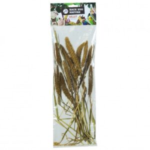 Setaria italica- Back zoo nature