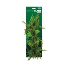 Repto plante vignes Asparagus 60cm