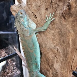 Iguana iguana - Bleu