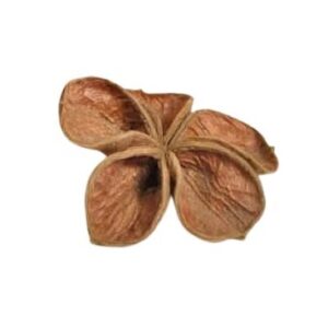 Land lotus