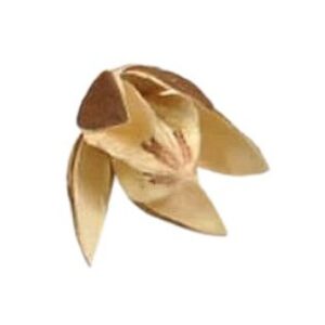 Wild lily flower