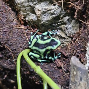 Dendrobates auratus - Bahia Solano