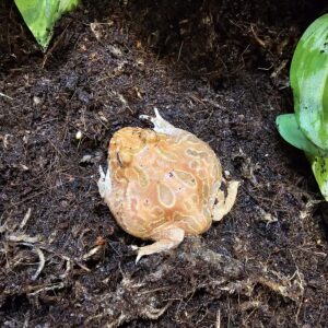 Ceratophrys cranwelli - Strawberry