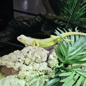 Iguana iguana - Vert lime