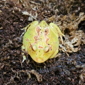 Ceratophrys cranwelli - Albinos