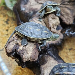 Mauremys siamensis