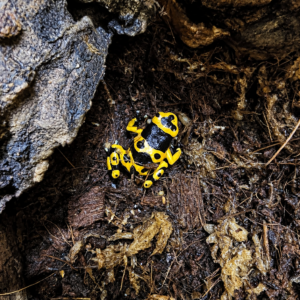 Dendrobates leucomelas