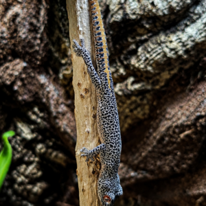 Strophurus taenicauda