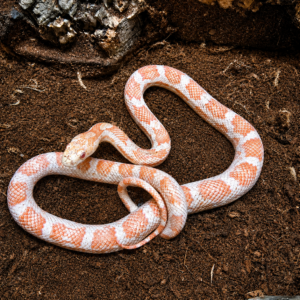 Pantherophis obsoletus - Albinos