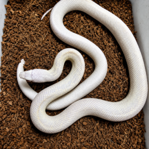 Pituophis catenifer affinis - Snow