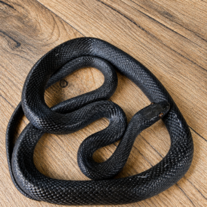 Boaedon fuliginosus - Black