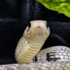 Drymarchon melanurus melanurus