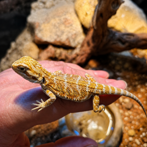 Pogona vitticeps