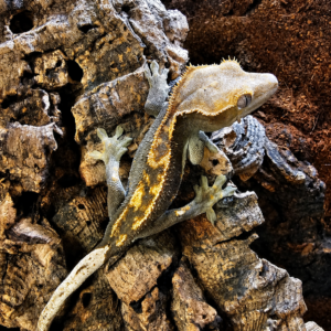 Correlophus ciliatus - Black