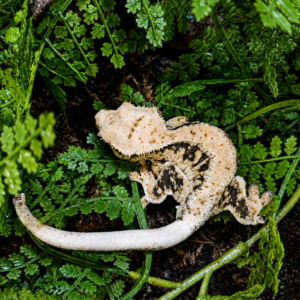 Correlophus ciliatus - Lily white