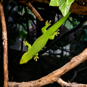 Phelsuma grandis