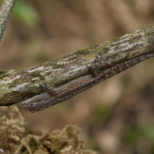 Lepidodactylus lugubris