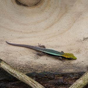 Phelsuma klemmeri