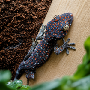 Gekko gecko