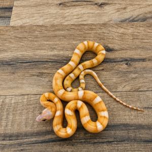 Motley amber het amela