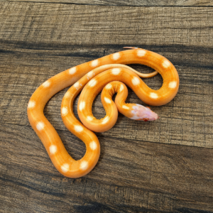 Motley amela het hypo