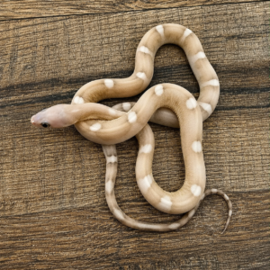 Motley caramel het hypo