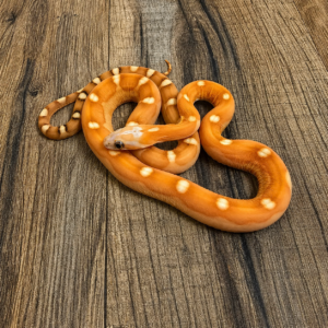 Motley het hypo/amela