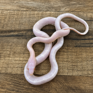 Snow het caramel