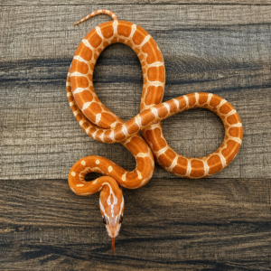 Ultramel het anery caramel