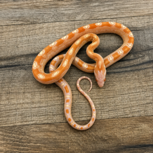 Amela het anery caramel