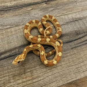 Amber blood het piedside