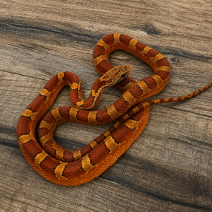 Blood het piedside