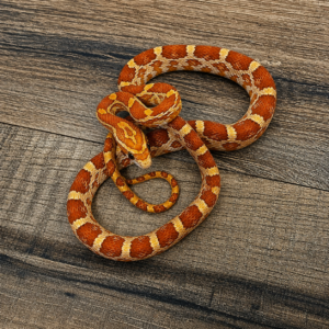 Crimson het amela