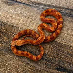 Hypo blood piedside