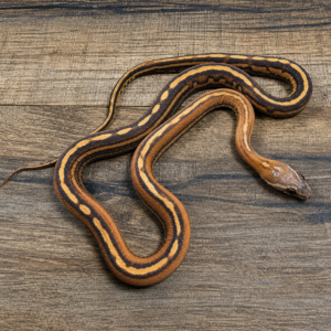 Tessera okeetee