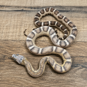 Caramel het amela