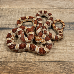 Hypo