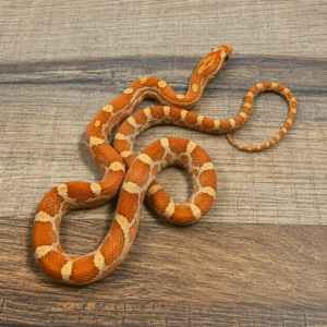 Caramel toffee het hypo/amela