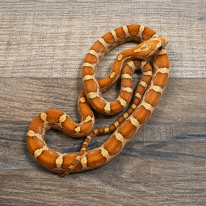 Crimson toffee het amela