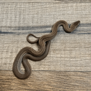 Boaedon capensis het hybino