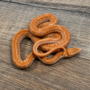 Boaedon capensis albinos
