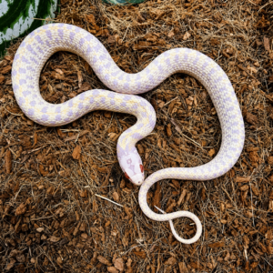 Thamnophis marcianus albinos
