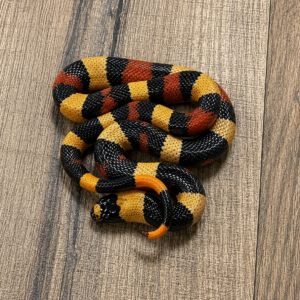 Lampropeltis triangulum campbelli apricot
