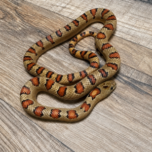 Lampropeltis mexicana thayeri
