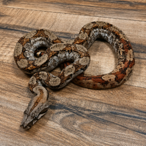 Hypo dh anery albinos t+